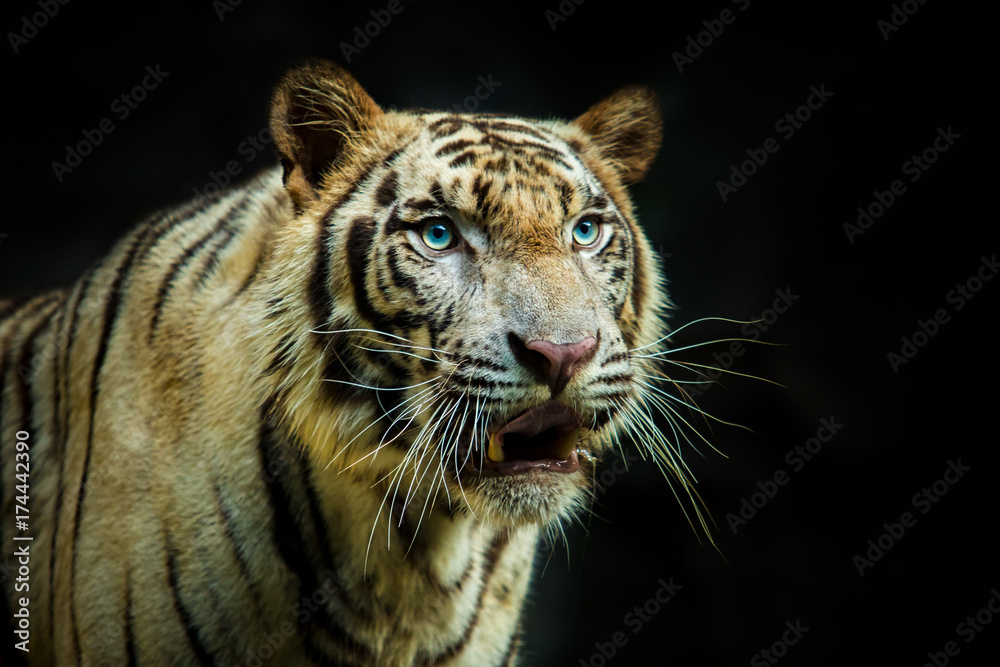 Fototapeta premium close up face of tiger against dark background