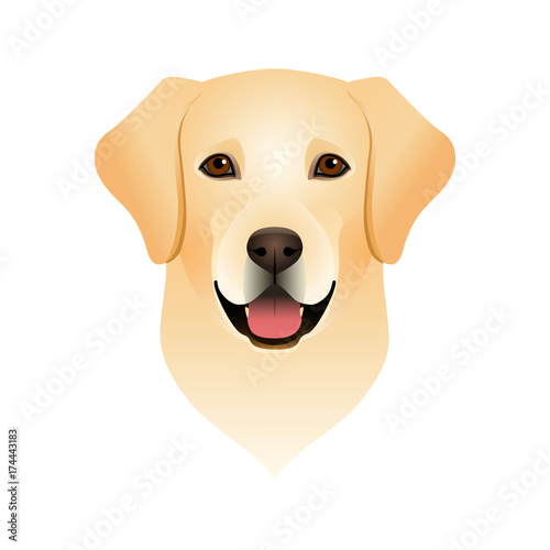Isolated colorful head and face of happy labrador retriever on white background. Color flat cartoon breed dog portrait.