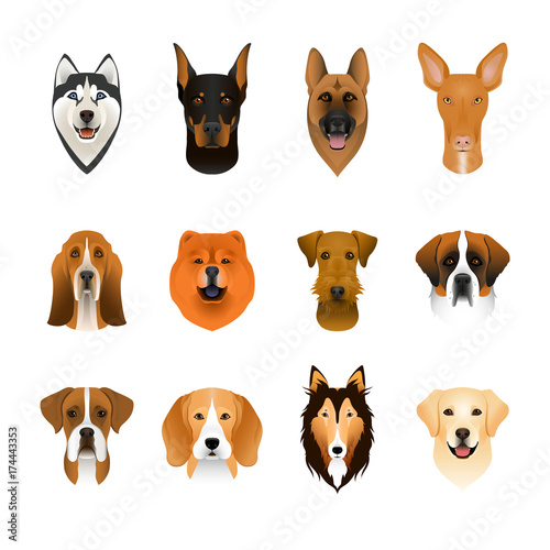 Set, collection of isolated colorful head and face of airedale terrier, beagle, chow, husky, pharaoh hound, saint bernard, labrador, collie, doberman, boxer. Color flat cartoon breed dog portrait.