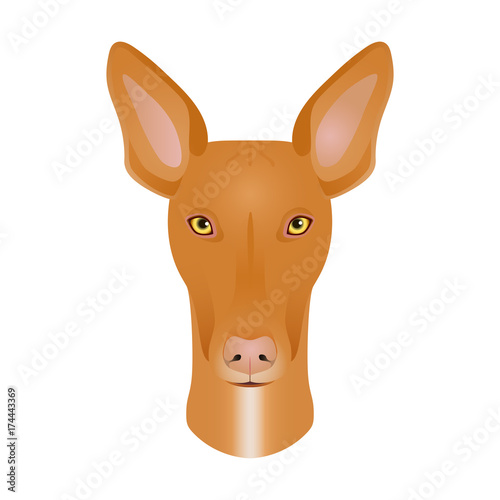 Isolated colorful head and face of pharaoh hound on white background. Line color flat cartoon breed dog portrait. © olkita