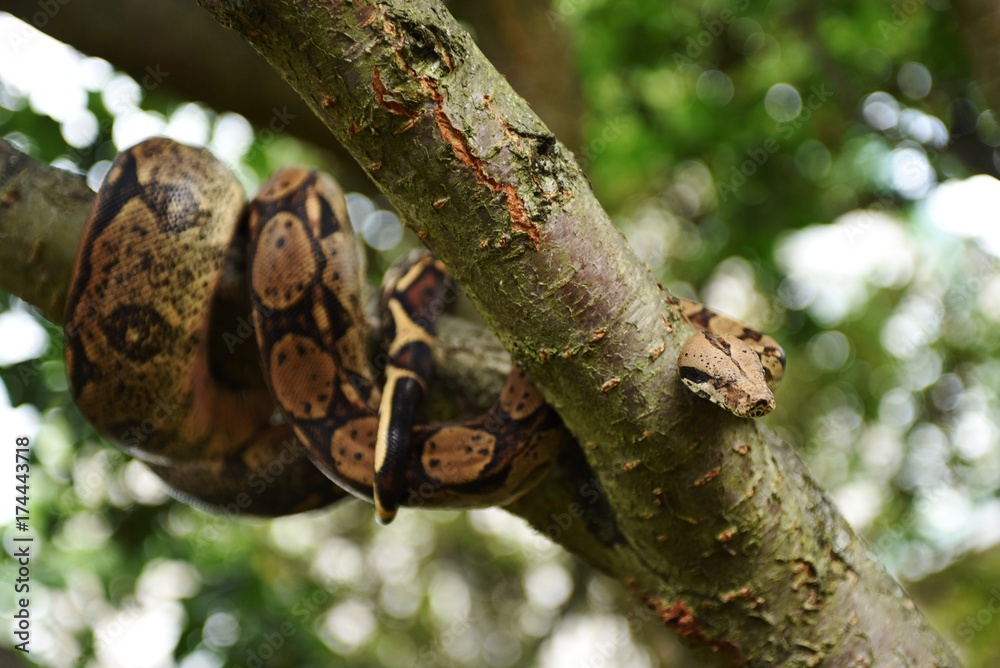 snake in the jungle snake in the jungle