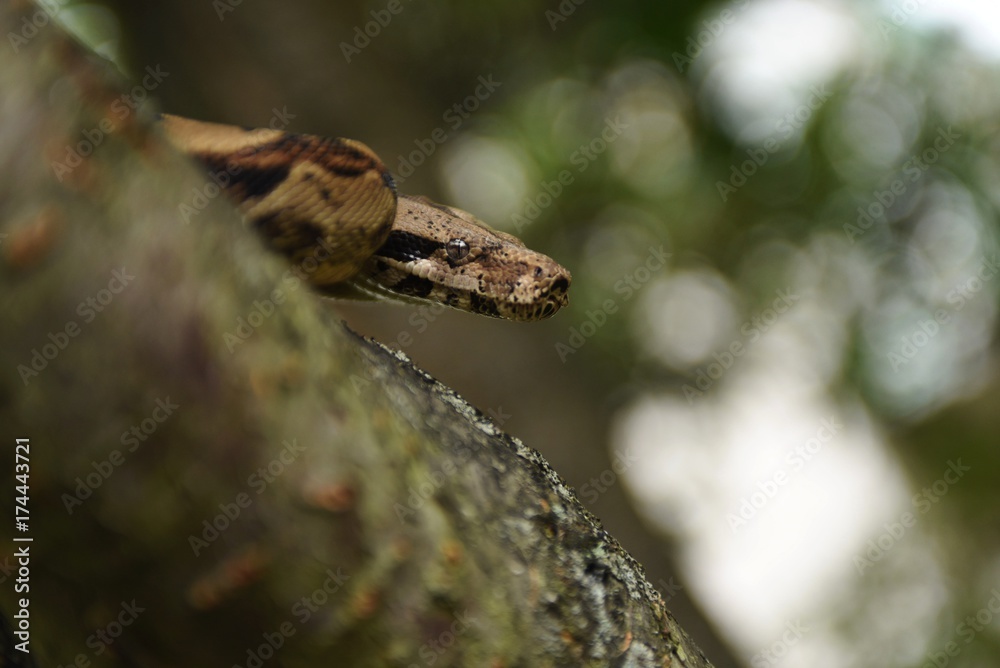 Obraz premium snake's head