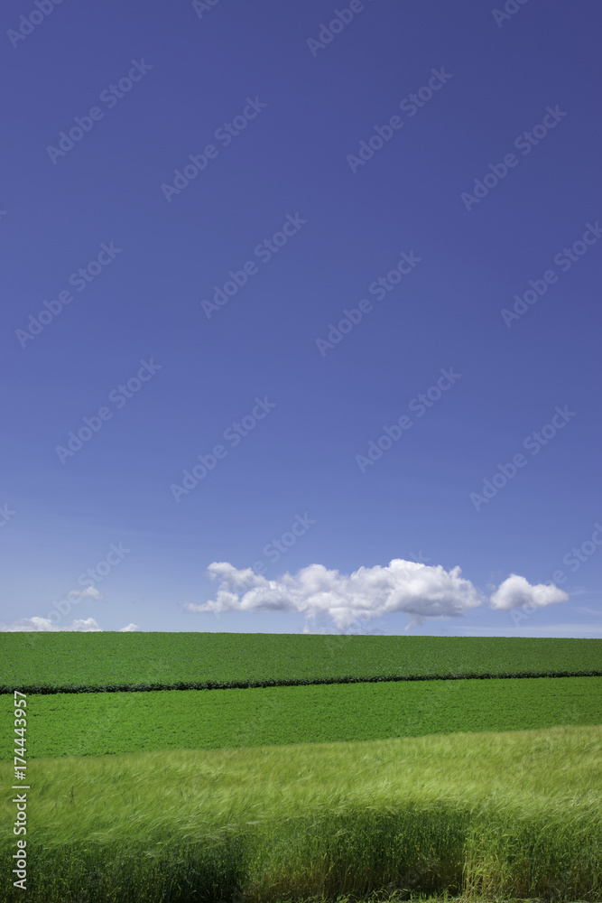 青空と畑の風景