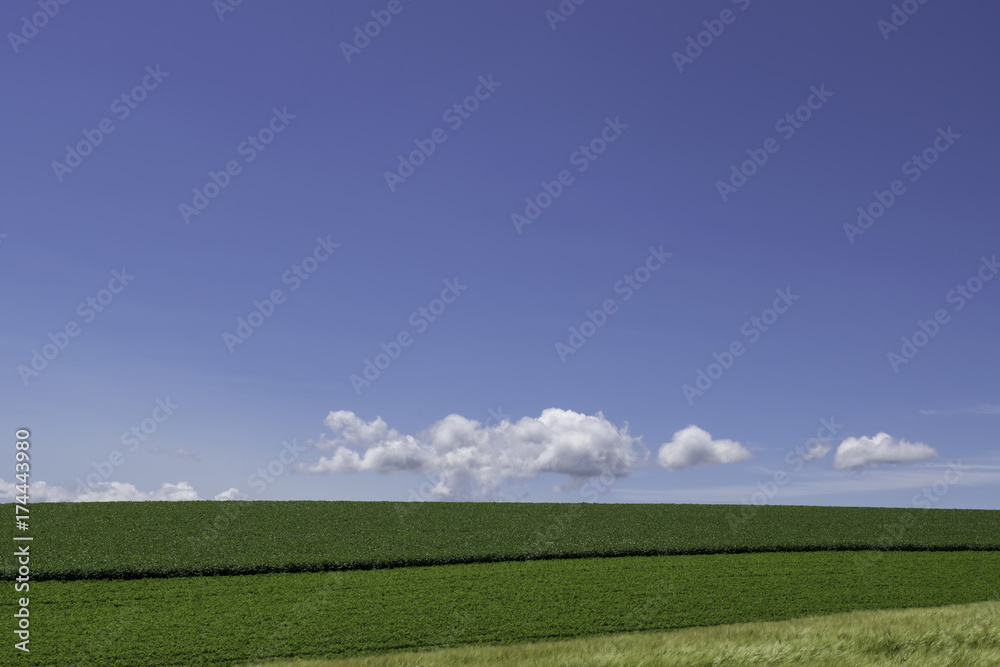 Fototapeta premium 南富良野の風景