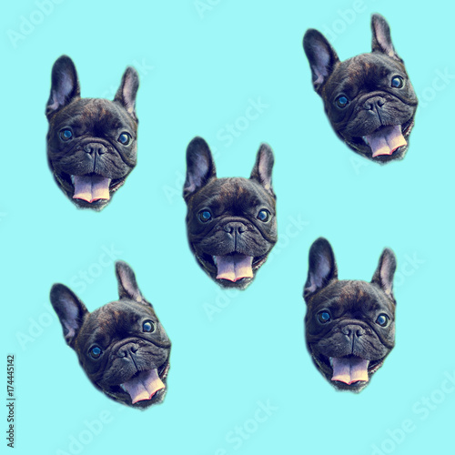 Portrait of French Bulldog