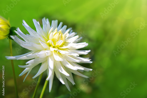 White dahlia isolated on blur green background.