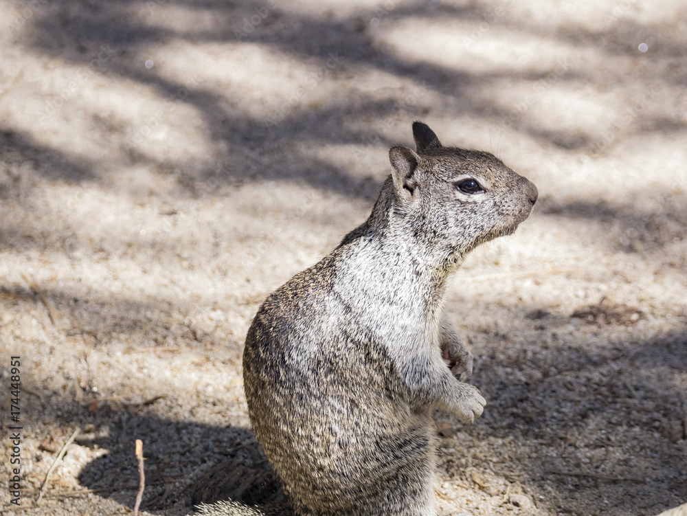 Cute squirrel walking around Cute squirrel walking around