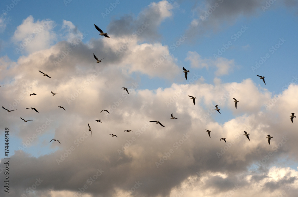 Seagulls flying in the afternoon