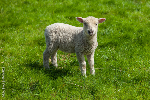 Lamb on green meadow