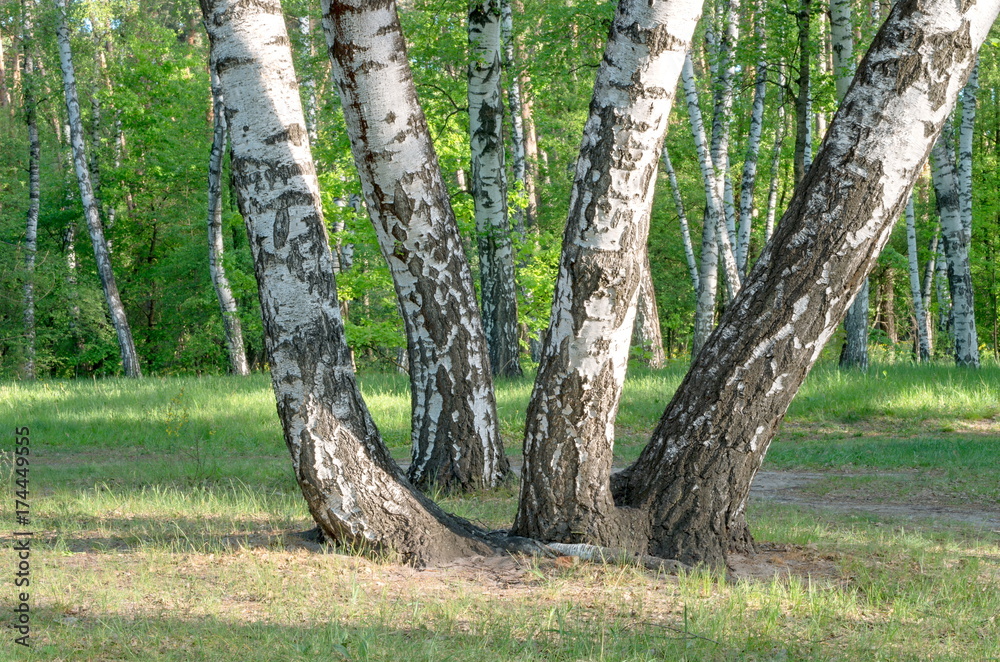 group of birch trees, trunks, close-up, summer