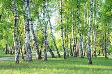 Fotobehang Berkenbos Bospad door groen berkenbos  © balakleypb