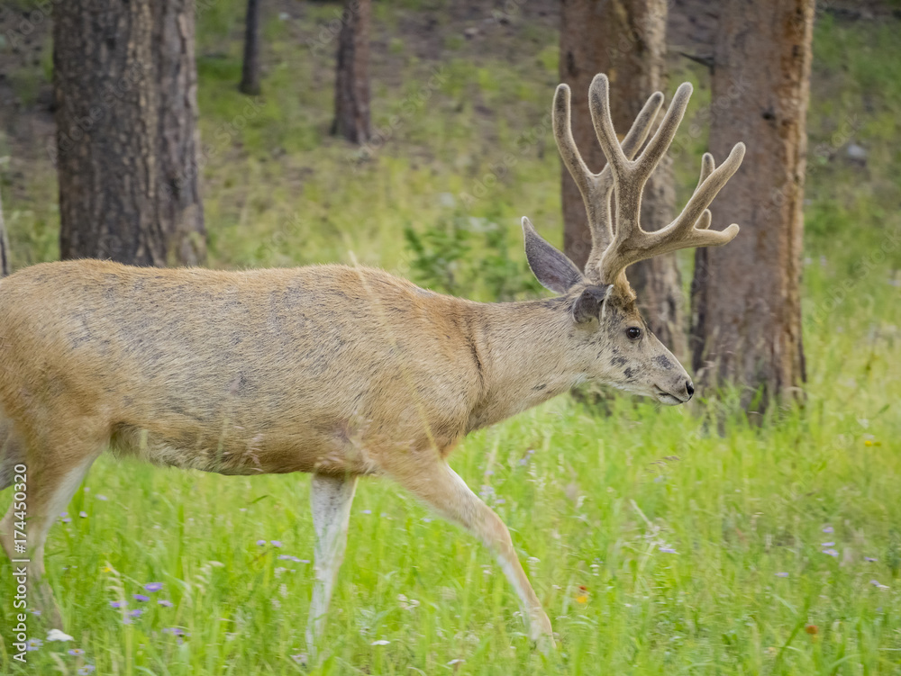 Wild deer walking around Wild deer walking around