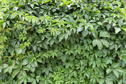 Bright lush green leafage of Parthenocissus quinquefolia