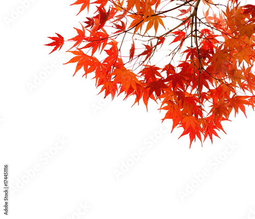 Branches with  colorful autumn leaves  isolated on white background.  Selective focus. Acer palmatum (Japanese maple)