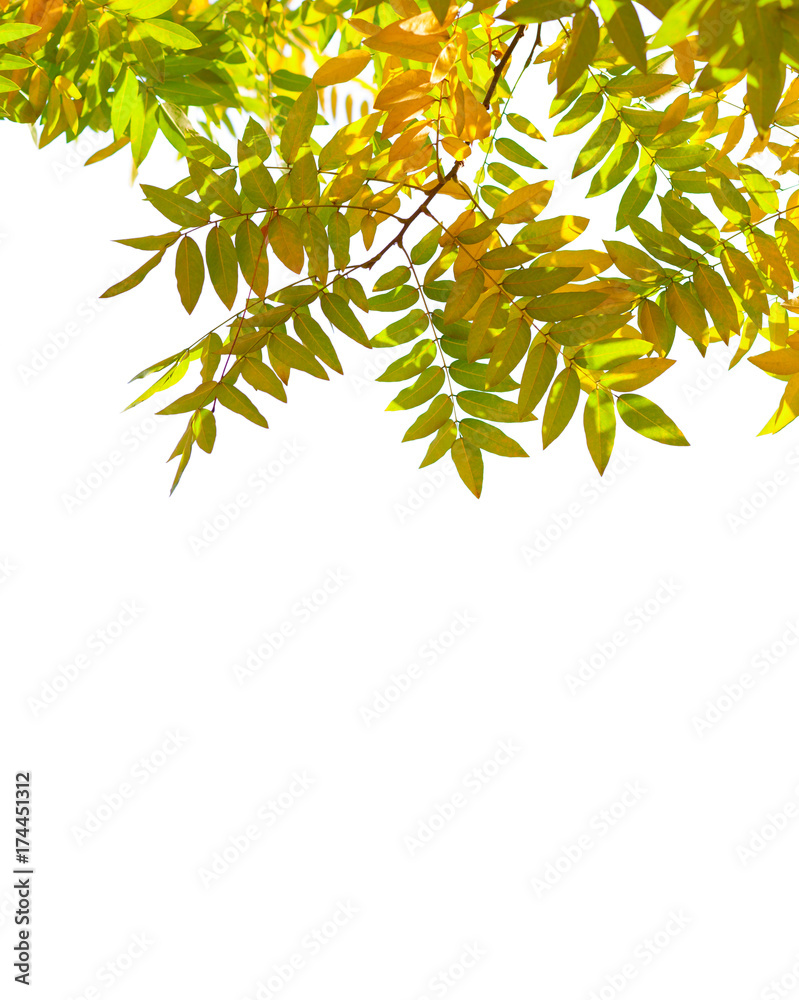 Branches with colorful autumn leaves isolated on white background. Japanese pagoda tree Branches with colorful autumn leaves isolated on white background. Japanese pagoda tree