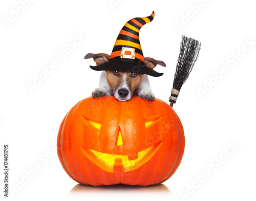 halloween pumpkin witch dog © Javier brosch