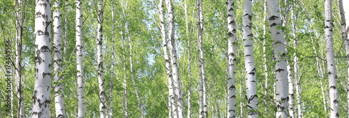 Birch trees trunks. Beautiful panorama.