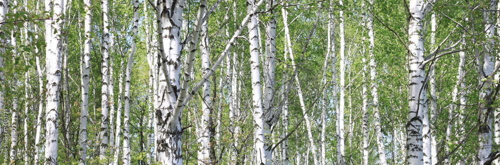 Fototapeta premium Birch trees trunks. Beautiful panorama.