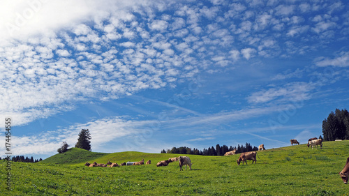 Typische Landschaft im Allgäu mit Kuhherde auf der Weide photo