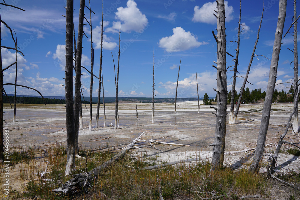 Dried land and trees from geysers in Yellowstone National Park