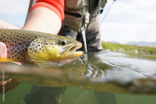 Fototapeta Naklejka Na Ścianę i Meble -  Closeup of brown trout caught in Montana state river