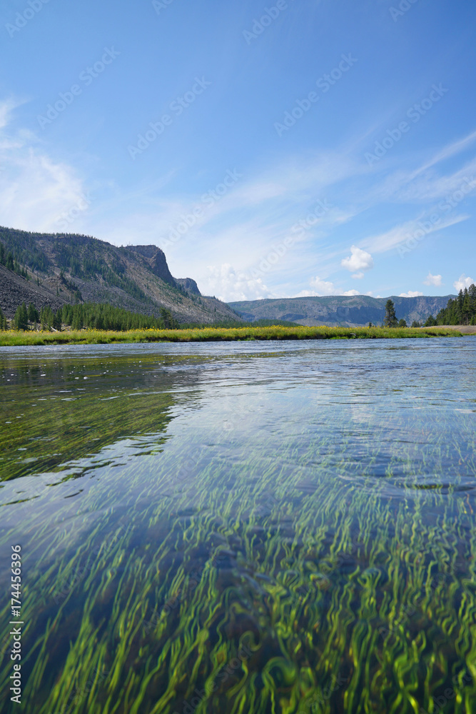 Obraz premium View of Madison river and aquatic plants, Yellowstone Park