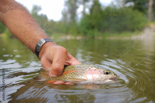 Fototapeta Naklejka Na Ścianę i Meble -  Closeup of rainbow trout caught by fly fisherman