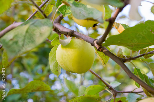 ripe green apple on branch in fruit orchard