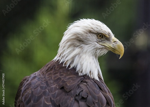Bald Eagle  Haliaeetus leucocephalus 