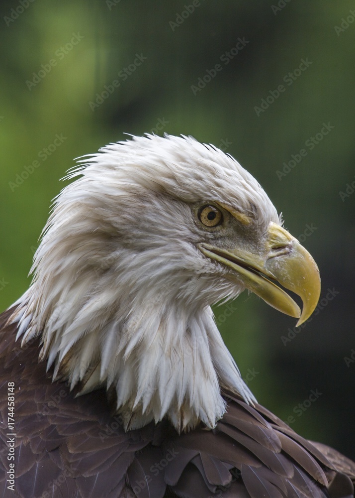 Bald Eagle (Haliaeetus leucocephalus) Bald Eagle (Haliaeetus leucocephalus)