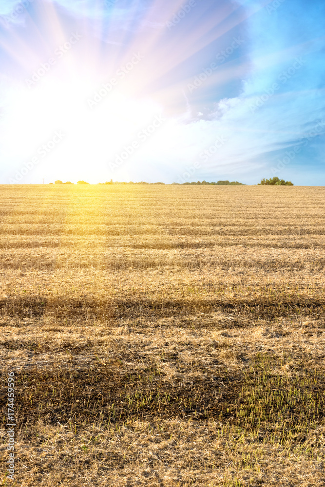 Obraz premium Not collected pods of ripe soybeans after harvest technique.