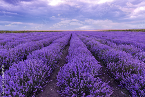 Sunset at lavender field. Rows of blooming lavender.