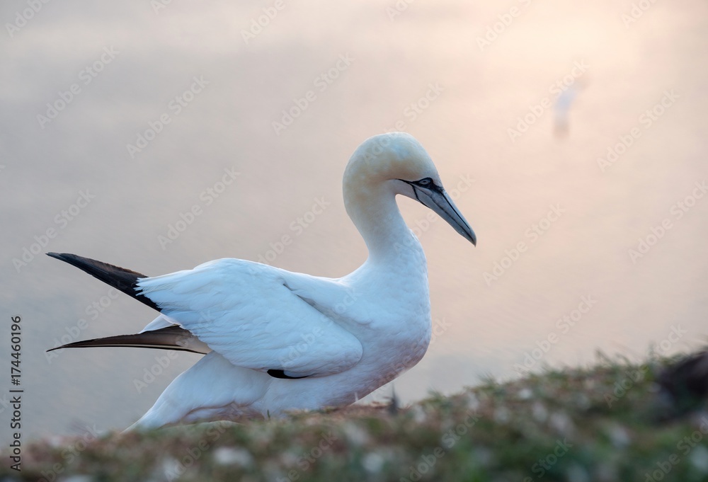 Basstölpel (Morus bassanus oder Sula bassana) im Abendlicht, Lummenfelsen der Insel Helgoland, Nordsee, Schleswig-Holstein, Deutschland, Europa Basstölpel (Morus bassanus oder Sula bassana) im Abendlicht, Lummenfelsen der Insel Helgoland, Nordsee, Schleswig-Holstein, Deutschland, Europa