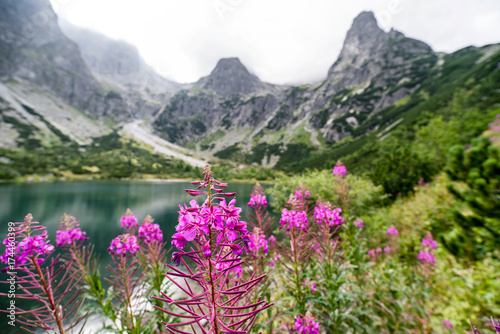 Violet flowers in High Tatras, Slovakia © Jaroslav Moravcik