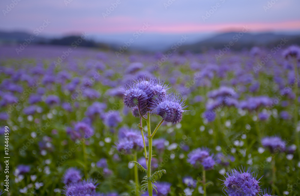 Obraz premium Phacelia flowers field and purple sunset sky background