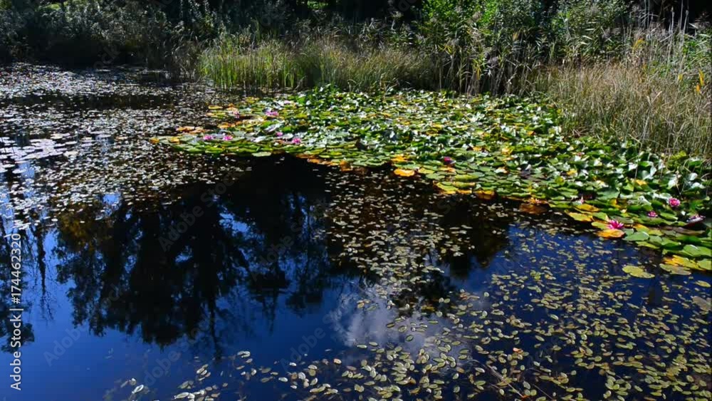 Pond with lilies and leaves of water lilies. Dragonflies fly over the water. Autumn in the forest. Autumn landscape in Switzerland. Pond with lilies and leaves of water lilies. Dragonflies fly over the water. Autumn in the forest. Autumn landscape in Switzerland.