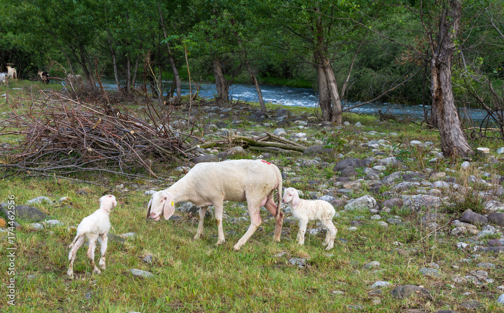 Obraz premium sheep and lambs grazes in the meadow