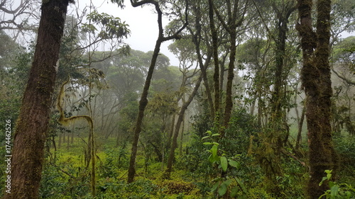 Nebelwald     Ecuador