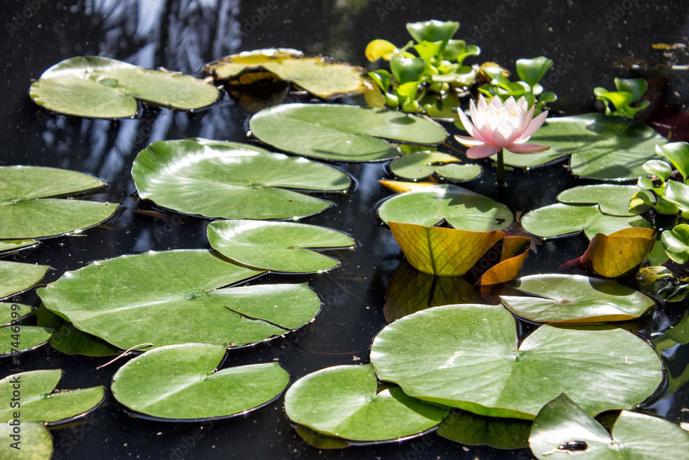 beautiful lotus in pond, Symbol of buddhism beautiful lotus in pond, Symbol of buddhism