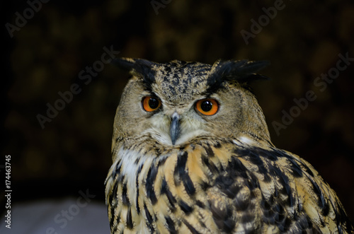 The owl has yellow eyes and a white torso with brown spots.