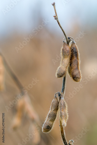 Closeup of ripe soy pods on stalk ready for harvest. Agriculture crop. © Ban