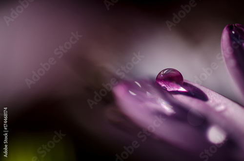 Wallpaper Mural Macro di una goccia d'acqua sul petalo di una margherita viola Torontodigital.ca