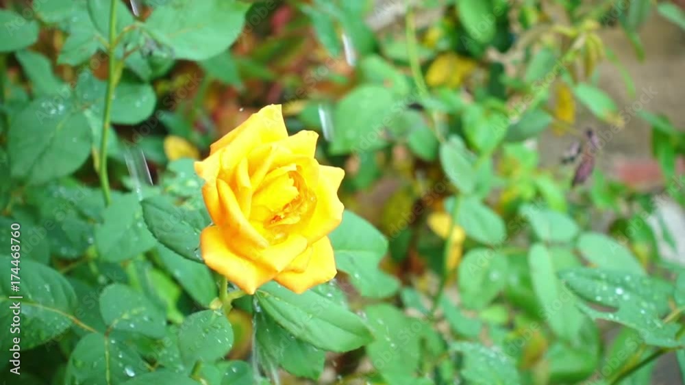 Watering the Yellow rose in a garden. Watering the Yellow rose in a garden.