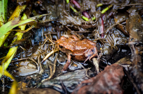 Young European common toad hiding in wet dirt with a fly and earthworms around