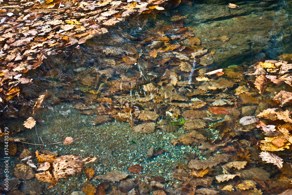 Autumn leaves. Autumn.