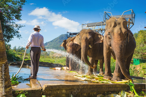 Canvas Print the farm of elephants not far from Dalat