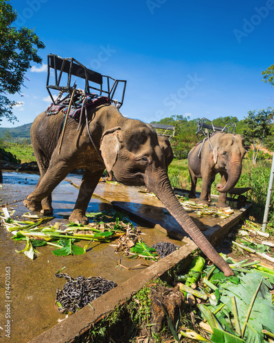 Photography the farm of elephants not far from Dalat