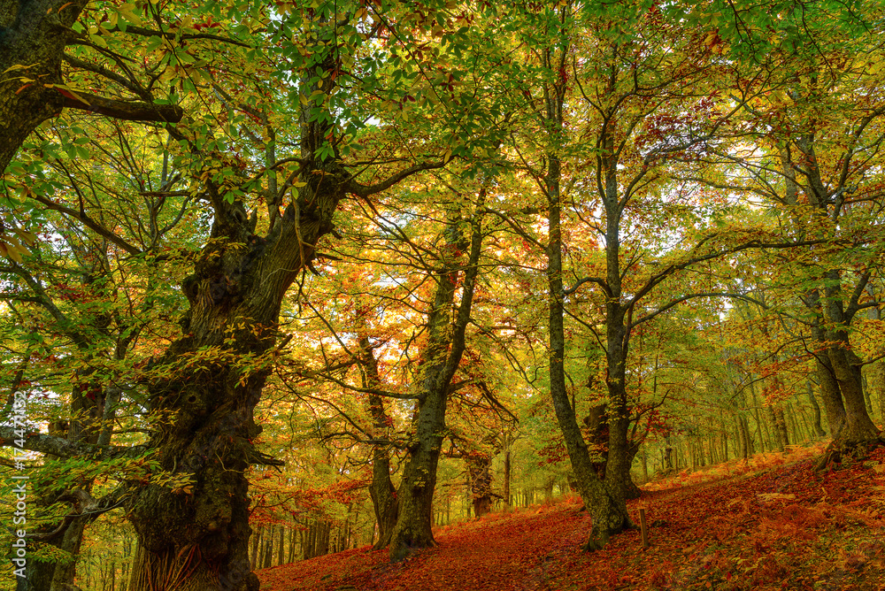 First colors of autumn on chestnut trees First colors of autumn on chestnut trees