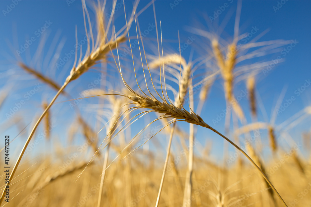 Fototapeta premium Yellow ears of wheat against the blue sky