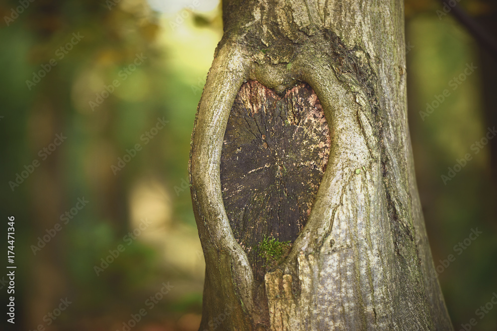 Obraz premium Heart shape in the bark